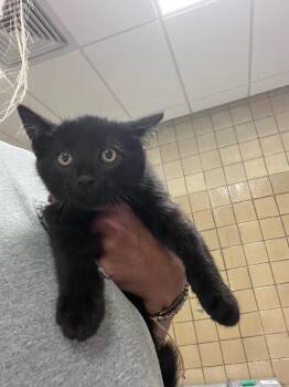 Bomb pop -  Domestic Short Hair Cat for Adoption in Greenfield, Indiana - Bomb Pop | PetCurious