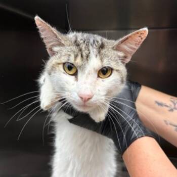 Domestic Short Hair Cats Available for Adoption in Corpus Christi, Texas - Baker | PetCurious