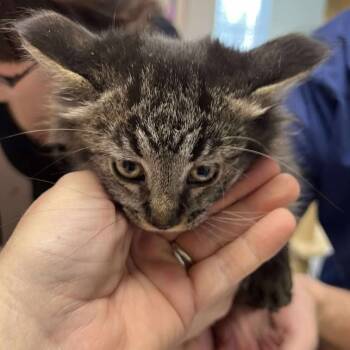 Rescue Domestic Short Hair Cats for Adoption in Buffalo, Wyoming - Purrsonality | PetCurious