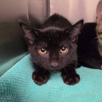 Peppercorn -  Domestic Short Hair Cat for Adoption in Martinsville, Virginia - Peppercorn | PetCurious