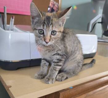 Feta -  Domestic Short Hair Cat for Adoption in East Lansing, Michigan - Feta | PetCurious