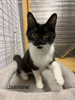 Jasmine -  Domestic Short Hair Cat for Adoption in Burnaby, British Columbia - Jasmine | PetCurious
