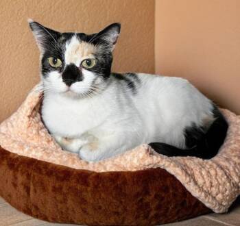Rescue Domestic Short Hair Cats for Adoption in Beaverton, Oregon - Chess | PetCurious