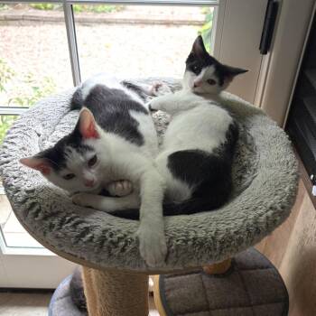 Habibti -  Domestic Short Hair Cat for Adoption in Ferndale, Michigan - Habibti | PetCurious
