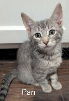 Pan -  Tabby and Domestic Short Hair Cat for Adoption in Spring City, Pennsylvania - Pan | PetCurious