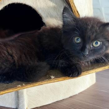Marigold -  Domestic Long Hair and Maine Coon Cat for Adoption in Long Beach, California - Marigold | PetCurious