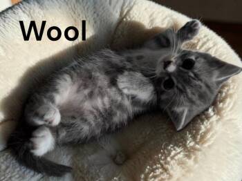 Wool -  Tabby Cat for Adoption in Weems, Virginia - Wool | PetCurious