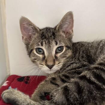 Curd -  Domestic Short Hair Cat for Adoption in Naperville, Illinois - Curd | PetCurious