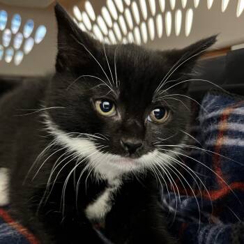Rescue Domestic Short Hair Cats for Adoption in Middletown, New York - Milano | PetCurious