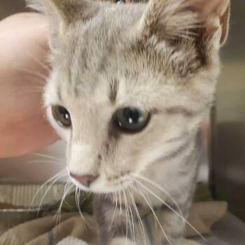 Smoke -  Domestic Short Hair Cat for Adoption in Asheville, North Carolina - Smoke | PetCurious