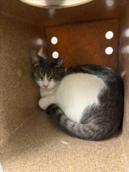 RAY RAY -  Domestic Short Hair Cat for Adoption in Woodland, California - RAY RAY | PetCurious