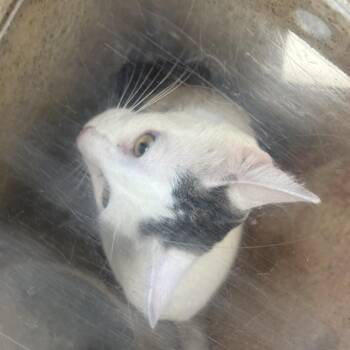 Domestic Short Hair Cats Available for Adoption in Philadelphia, Pennsylvania - Evee | PetCurious