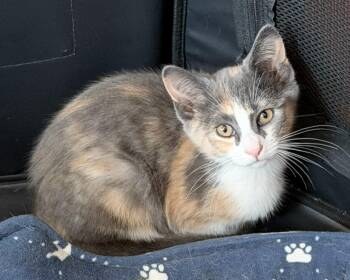 Marnie -  Domestic Short Hair Cat for Adoption in Westfield, New Jersey - Marnie | PetCurious
