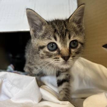 Marlin -  Domestic Short Hair Cat for Adoption in Lynchburg, Virginia - Marlin | PetCurious