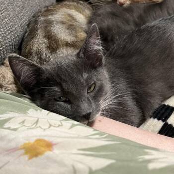 Cotton -  Domestic Short Hair Cat for Adoption in Abbotsford, British Columbia - Cotton | PetCurious