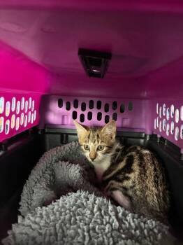 Amy -  American Shorthair Cat for Adoption in Mobile, Alabama - Amy | PetCurious