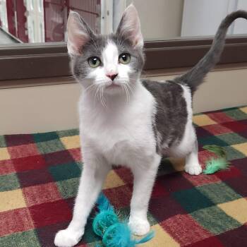 Domestic Short Hair Cats Available for Adoption - Coconut Cream | PetCurious