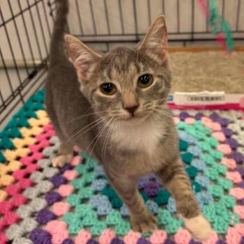 Basil -  Domestic Short Hair Cat for Adoption in Inwood, West Virginia - Basil | PetCurious