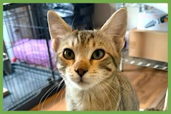 Bella Bella -  Domestic Short Hair Cat for Adoption in Amherst, Massachusetts - Bella Bella | PetCurious
