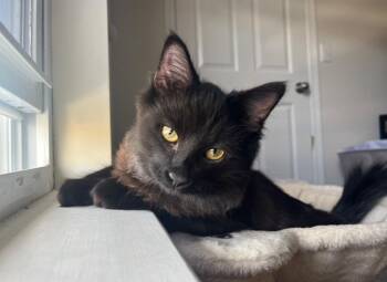 Duck -  Domestic Medium Hair Cat for Adoption in Blountville, Tennessee - Duck | PetCurious