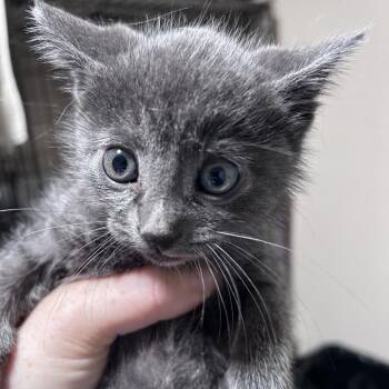Domestic Short Hair Cats Available for Adoption in Chino Hills, California - Thyme (C000-133)- City Of Industry Location | PetCurious