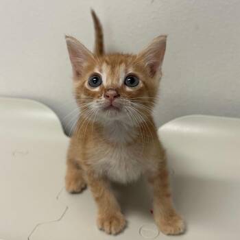Brown -  Domestic Short Hair Cat for Adoption in Edinburg, Texas - Brown | PetCurious