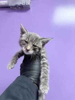 Domestic Short Hair Cats Available for Adoption - 60034876 | PetCurious