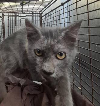 SWEET PEA -  Domestic Medium Hair Cat for Adoption in San Antonio, Texas - SWEET PEA | PetCurious