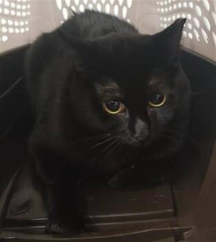 PANTHERLILY -  Domestic Short Hair Cat for Adoption in Camarillo, California - PANTHERLILY | PetCurious