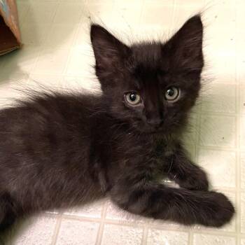 Roy -  Domestic Medium Hair Cat for Adoption in Springfield, Illinois - Roy | PetCurious