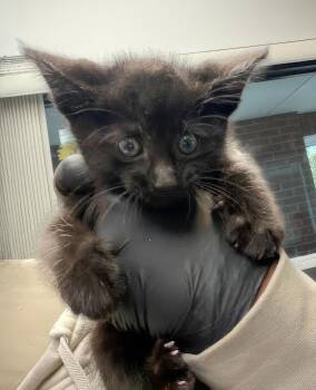 Tarot -  Domestic Short Hair Cat for Adoption in Nashville, Tennessee - Tarot | PetCurious