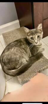 Rescue Domestic Short Hair Cats for Adoption in Harpers Ferry, West Virginia - Petunia | PetCurious