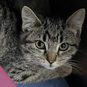 Rescue Domestic Short Hair Cats for Adoption in Abbotsford, British Columbia - Nessie | PetCurious