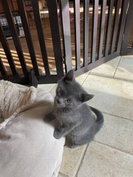 Wally KITTEN -  Domestic Short Hair Cat for Adoption in Rockaway, New Jersey - Wally KITTEN | PetCurious