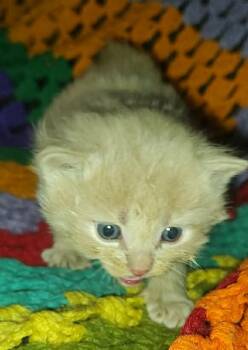 Buff 1 -  Domestic Short Hair Cat Available for Adoption in Fair Oaks, Indiana - Buff 1 | PetCurious