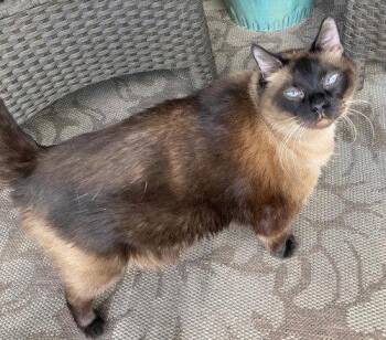 Baboo - PSP -  Siamese Cat for Adoption in Oakland Park, Florida - Baboo - PSP | PetCurious