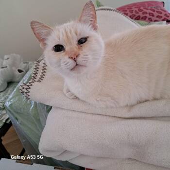 Domestic Short Hair Cats Available for Adoption in Ferndale, Michigan - Colette | PetCurious