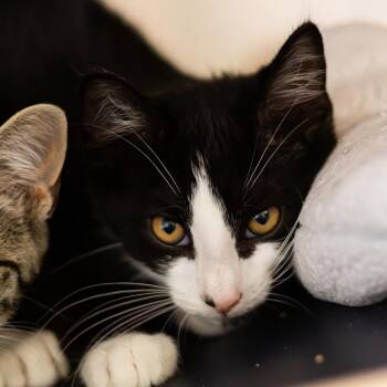Konecny (bonded with Crosby) -  Domestic Short Hair Cat for Adoption in Wilmington, Delaware - Konecny (bonded With Crosby) | PetCurious