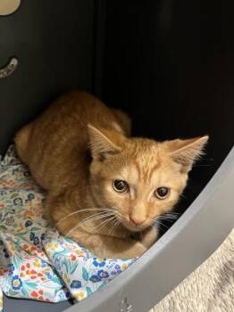 Shishito -  Domestic Short Hair Cat for Adoption in Stratham, New Hampshire - Shishito | PetCurious