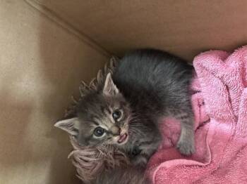 LUKE -  Domestic Short Hair Cat for Adoption in Louisville, Kentucky - LUKE | PetCurious