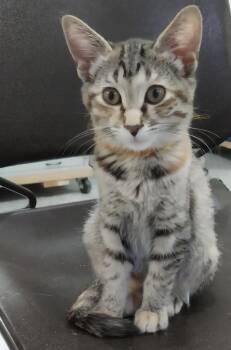 Hadley *IN FOSTER* -  Domestic Short Hair Cat for Adoption in South Bend, Indiana - Hadley *IN FOSTER* | PetCurious