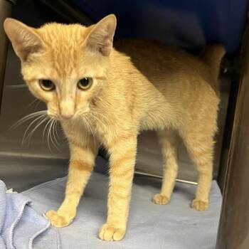 Tia -  Domestic Short Hair Cat for Adoption in Asher, Oklahoma - Tia | PetCurious