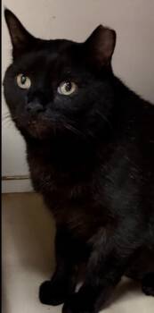 Chantelle -  Domestic Short Hair Cat for Adoption in Harpers Ferry, West Virginia - Chantelle | PetCurious