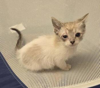 Ghost Beltz -  Domestic Short Hair Cat for Adoption in West Peoria, Illinois - Ghost Beltz | PetCurious