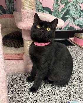 Domestic Short Hair Cats Available for Adoption - Midnight | PetCurious