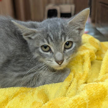 Rescue Domestic Short Hair Cats for Adoption in Fayetteville, Arkansas - Kay | PetCurious