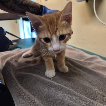 Legend -  Domestic Short Hair Cat for Adoption in Pasadena, California - Legend | PetCurious