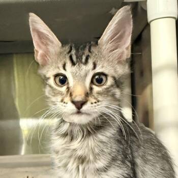 Dusk -  Domestic Short Hair Cat for Adoption in Palm Springs, California - Dusk | PetCurious