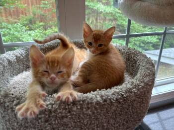 Domestic Short Hair Cats Available for Adoption in Lawrenceville, Georgia - Thomas And George | PetCurious