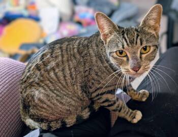 Domestic Short Hair Cats Available for Adoption in Youngtown, Arizona - Magenta | PetCurious
